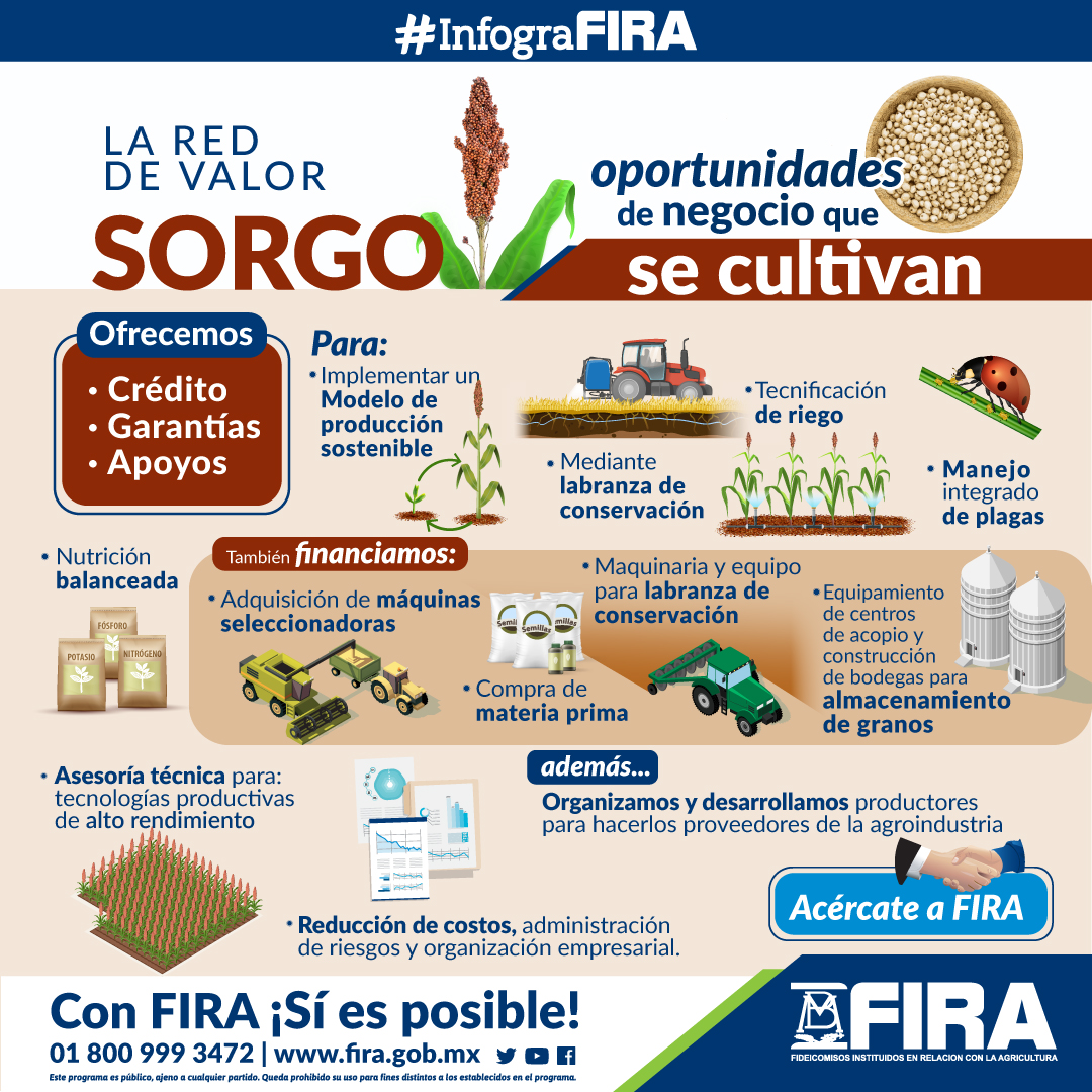 Sorgo