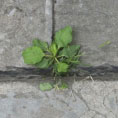 Perspectiva verde
