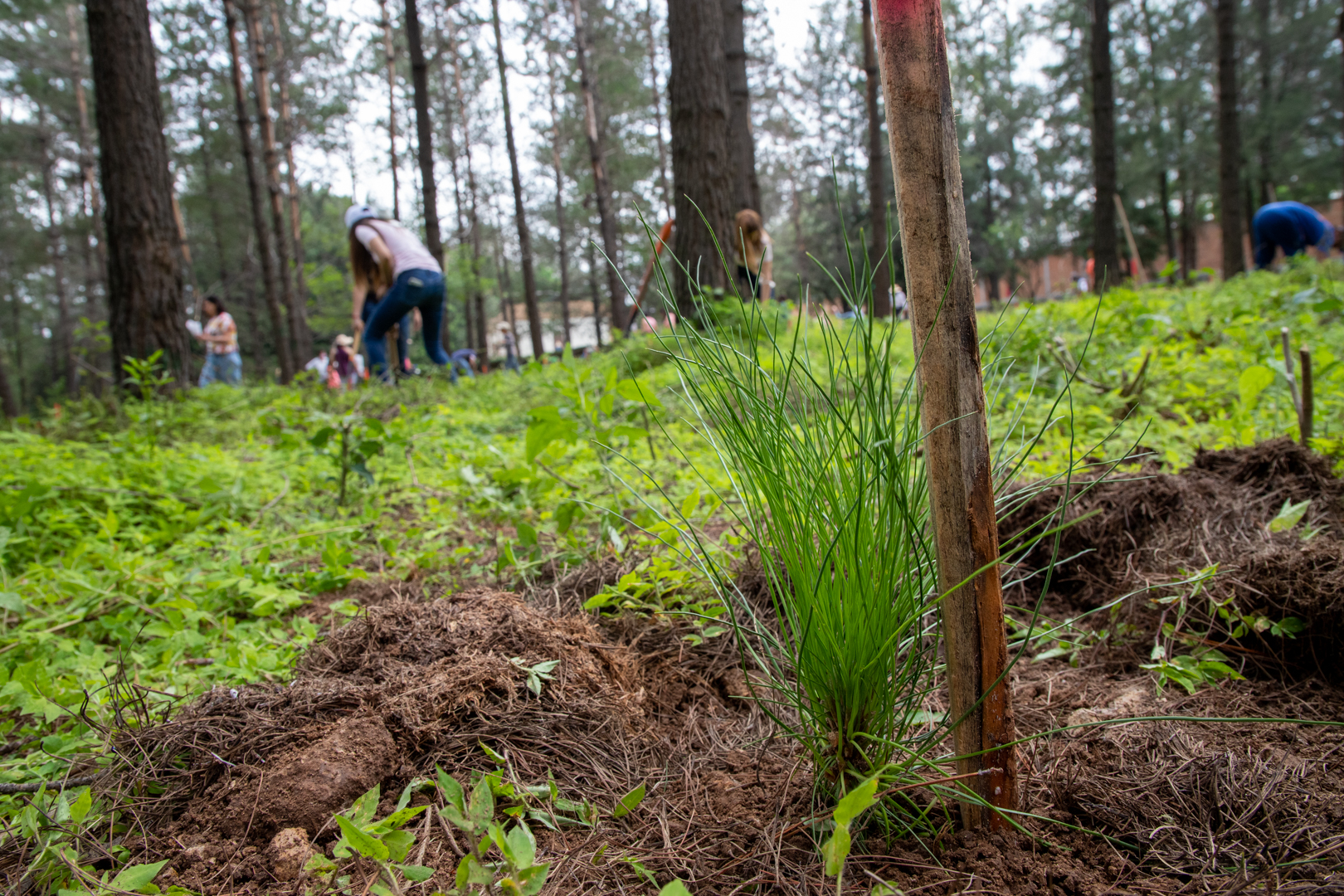 Acciones de reforestación en 2022