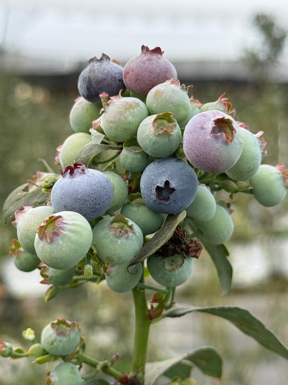 Blue Berry