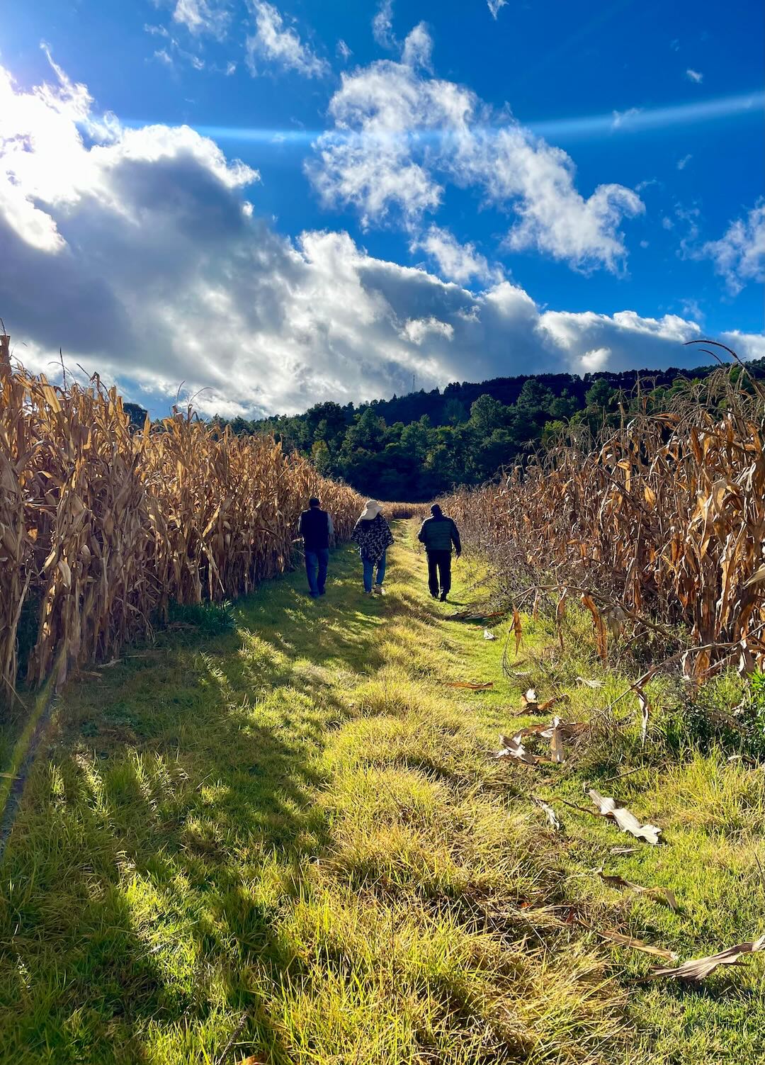 Recorrido en campo de maiz