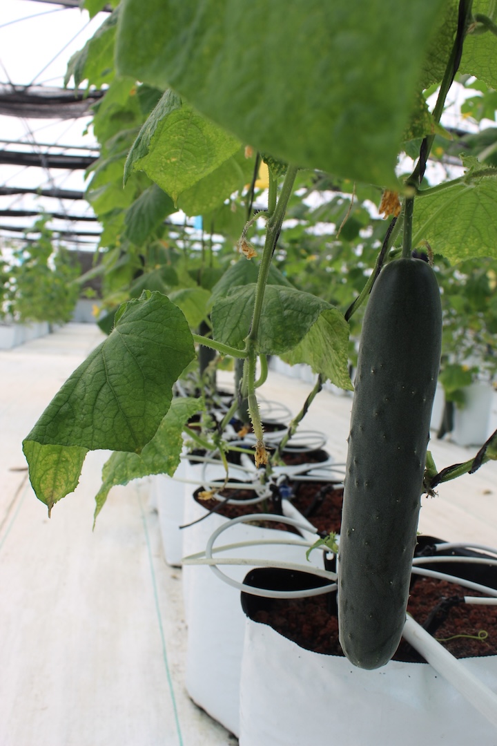 Producción de Pepino