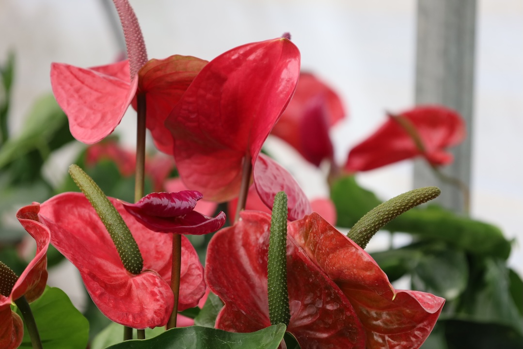 Floración de Anturios