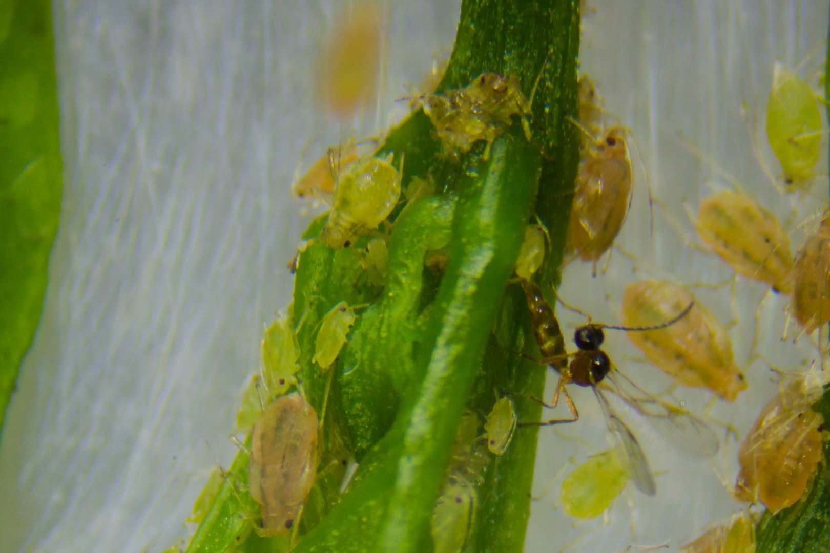 avispa atacando pulgones sobre brocoli