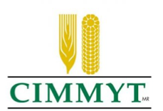 logo cimmyt