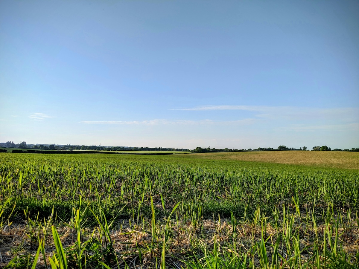 campo verde