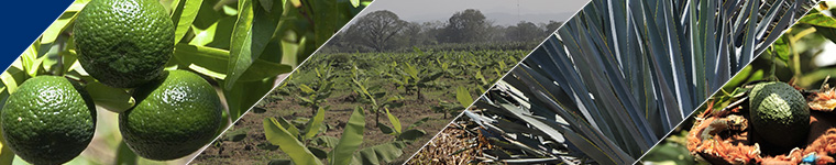 Cultivos Perennes