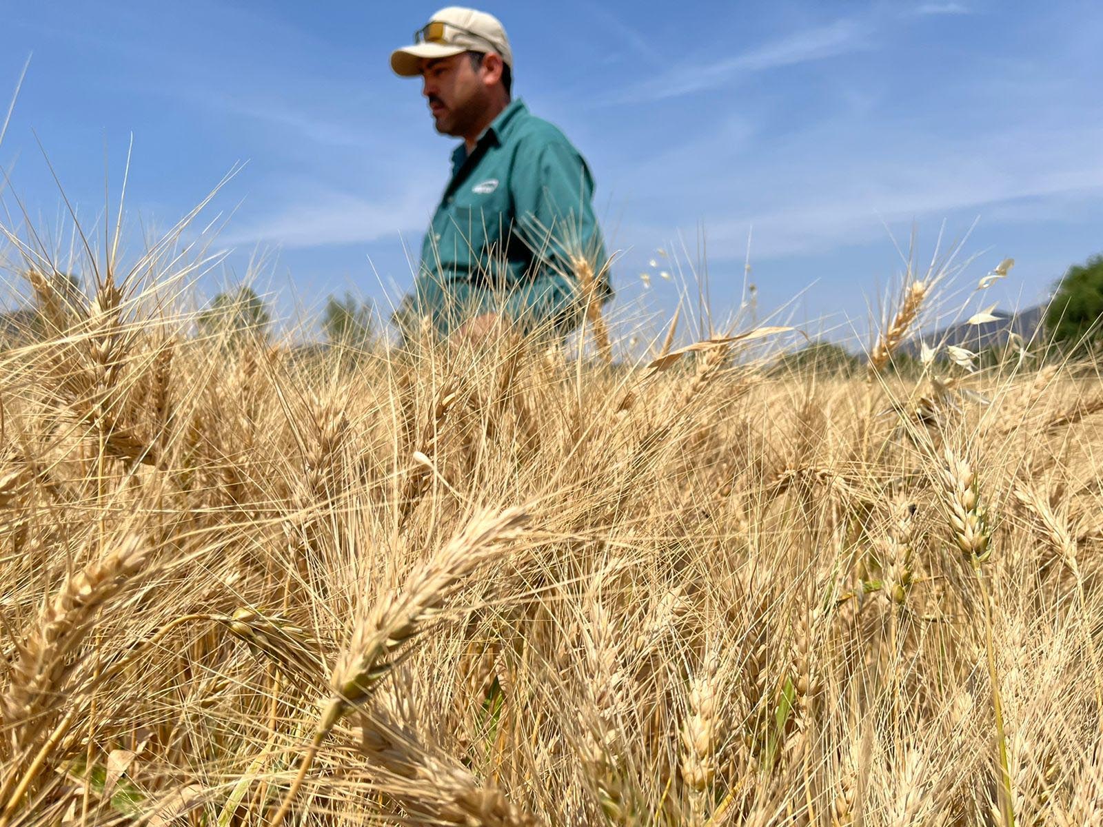 productor en campo de trigo