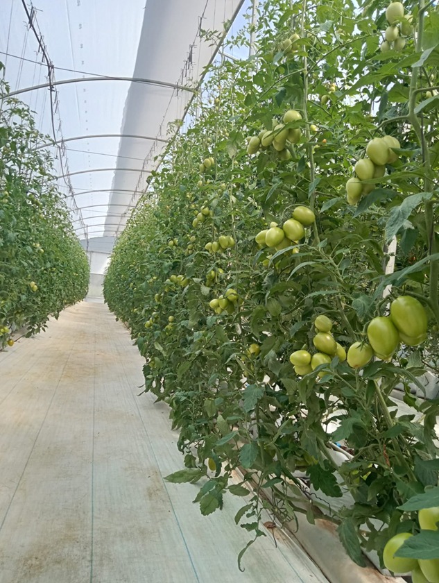 Producciónn hidropónnica